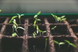 How Can You Propagate Plants Like a Pro?